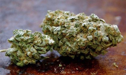 California-Trainwreck-Cannabis-Bud