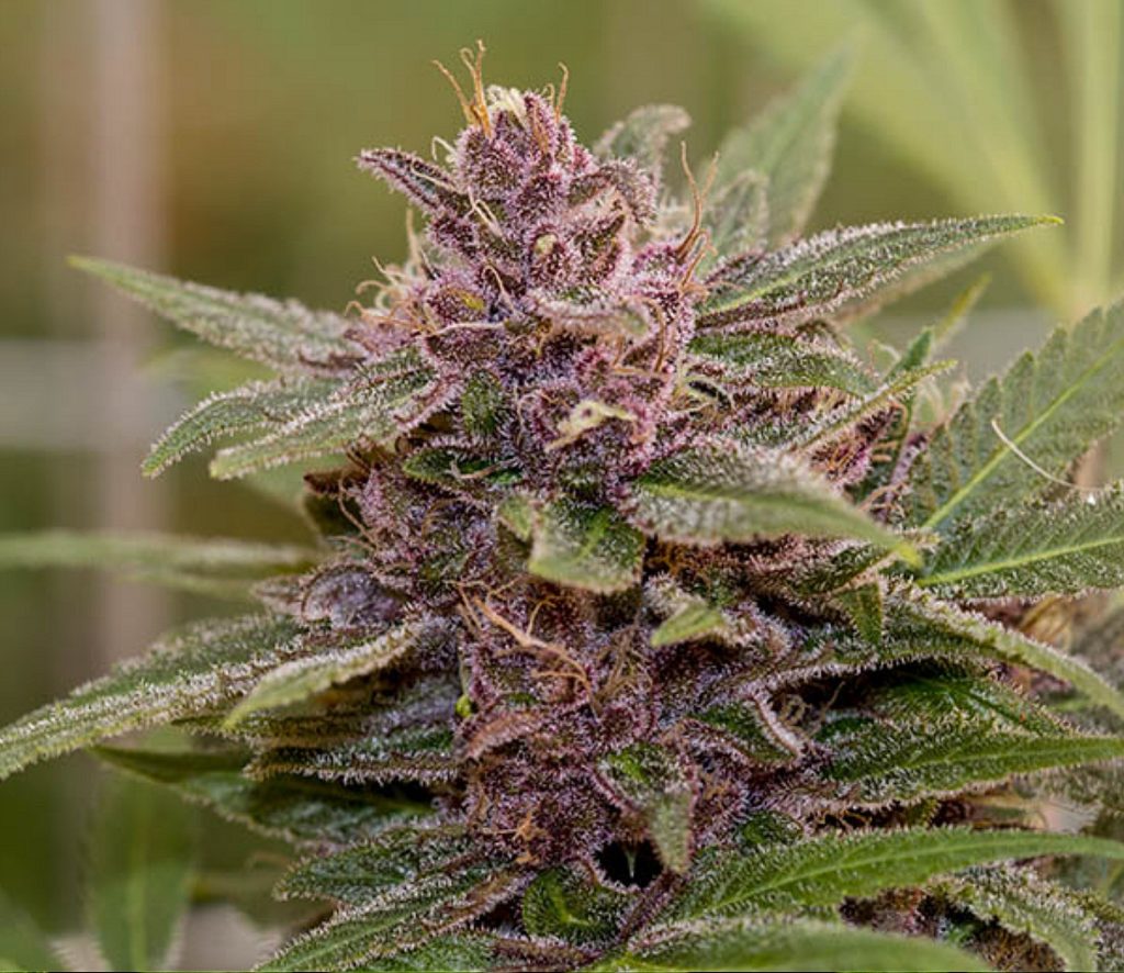 Purple Urkle Strain - ONLINE MEDICAL MJ STORE