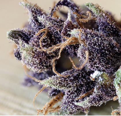 granddaddy-purple-marijuana-strain-1