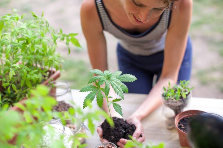 residents-live-pot-plants
